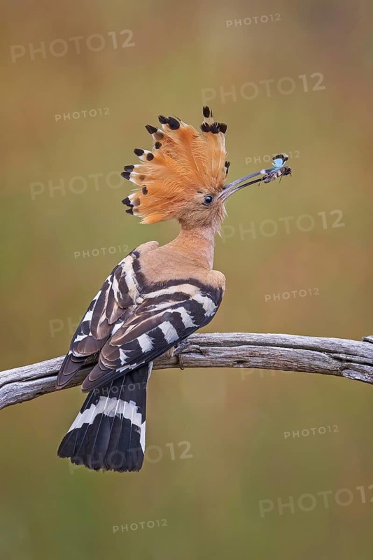 Eurasian Hoopoe (Upupa epops) with food in beak, Saxony-Anhalt, Germany