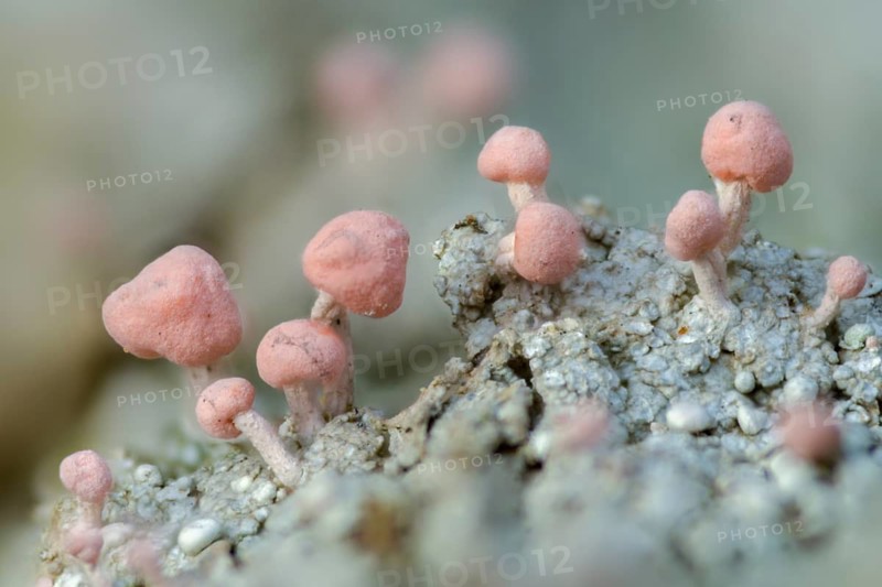 Baeomyces roseus, Dibaeis baeomyces, lichens, head lichen, braid braid, pink head braid, pink braid, lichen, pink earth lichen