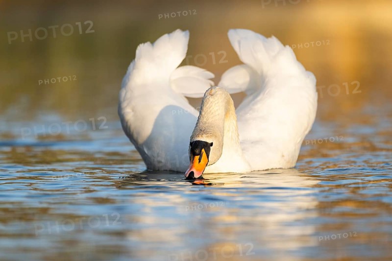Mute swan (Cygnus olor) swimming on a lake, Bavaria, Germany