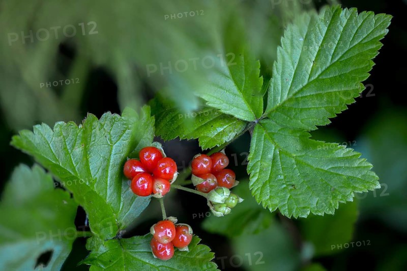 Rosaceae, rose family, rubus saxatilis, stone blackberry, flora, plants, plants, stone bramble