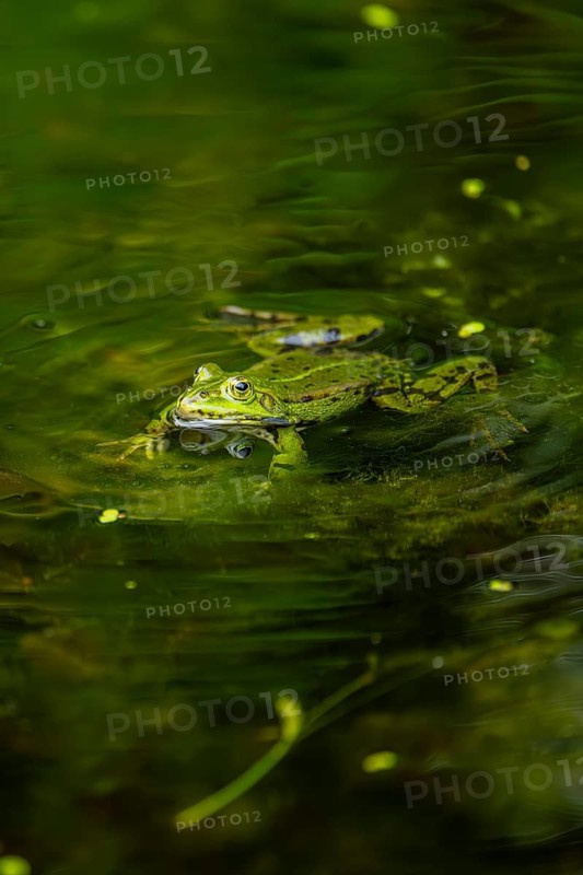Edible frog (Pelophylax esculentus) in a little lake in the water, Bavaria, Germany