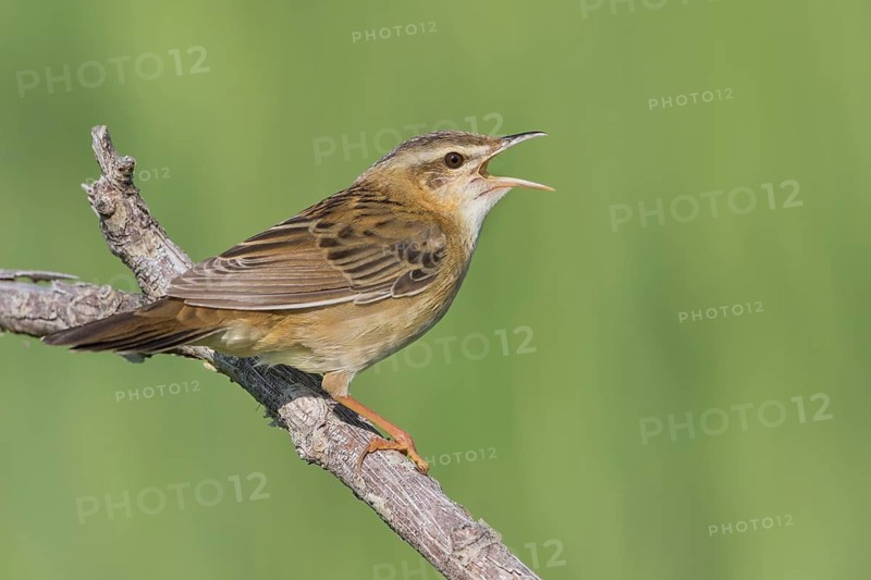 Pallas's Grasshopper Warbler - Streifenschwirl - Locustella certhiola ssp. centralasiae, Kazakhstan