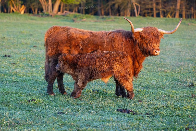 A highland cow (Bos primigenius taurus) suckles her calf