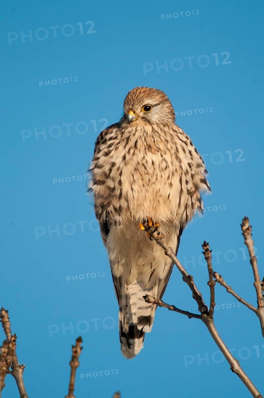 Falco tinnunculus, Common Kestrel, kestrel, birds, falcon, falconiformes, falcons, female, birds of prey, hawk, high size, portrait format, raptor, raptors, birds, female, winter