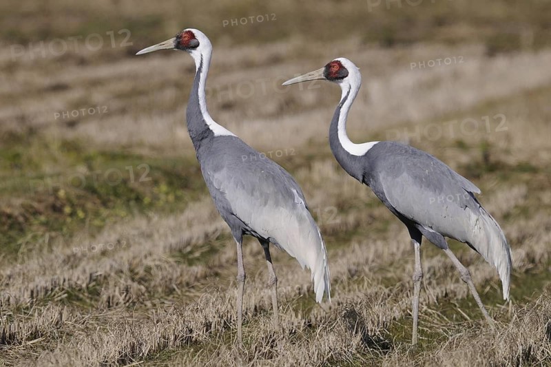 White-naped Crane (Antigone vipio), Arasaki, Japan