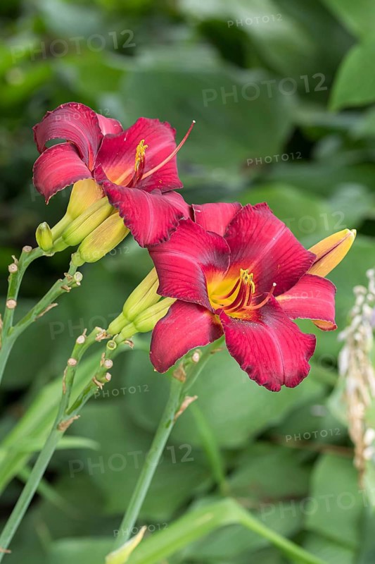 Daylily (Hemerocallis 'Tristan'), Weihenstephan Gardens, Germany