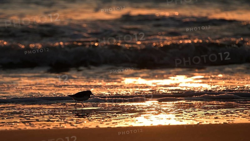 Sanderling (Calidris alba) on the beach with waves against the light, Texel, North Holland, Netherlands