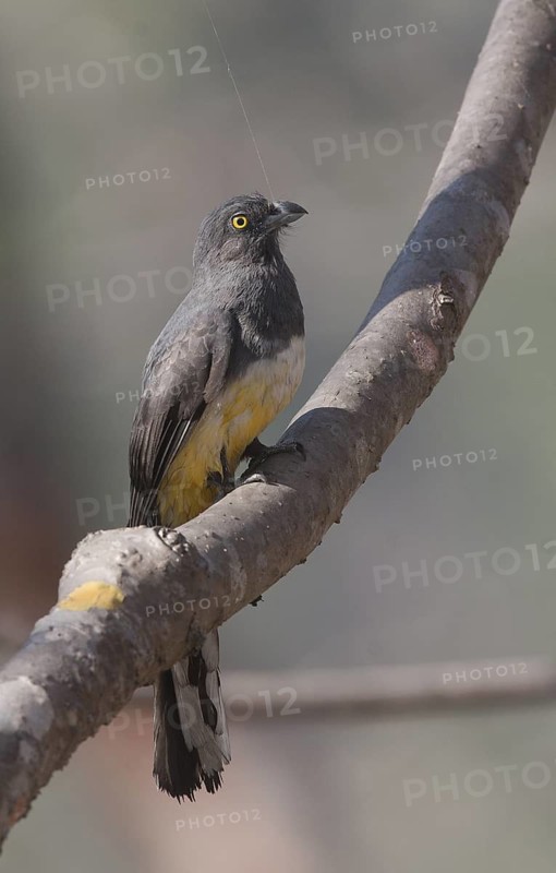 Citreoline Trogon, female pulling on spiders web - Puerto Vallarta, Mexico