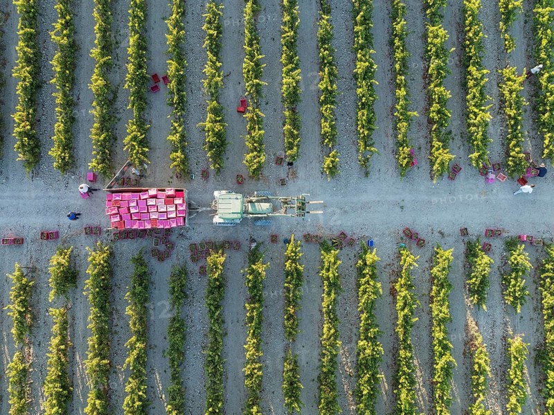 Vintage at the vineyard of the Bodega González Byass near the town of Jerez de la Frontera. Aerial view. Drone shot. Cádiz province, Andalusia, Spain