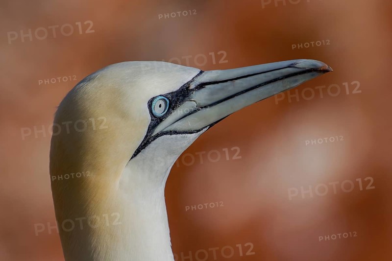 Northern Gannet (Morus bassanus), Schleswig-Holstein, Germany