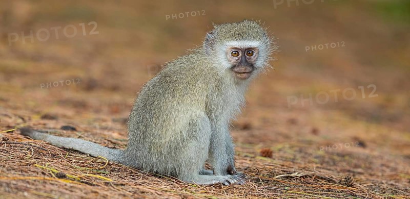 Vervet Monkey, (Chloroebus pygerythrus), vervet monkey, monkey, monkeys, primate, primates, family of vervet monkeys, mmerkatzen, iSimangaliso Wetland Park, St. Lucia, KwaZulu-Natal, S¸dafrica