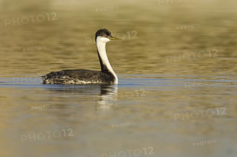 Western Grebe (Aechmophorus occidentalis), Arizona, USA