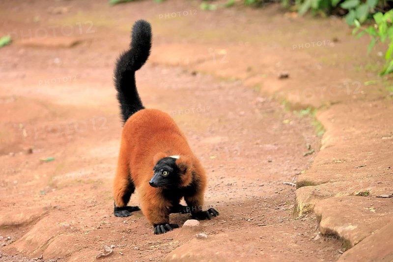 Red ruffed lemur (Varecia rubra), adult, on the ground, alert, Madagascar
