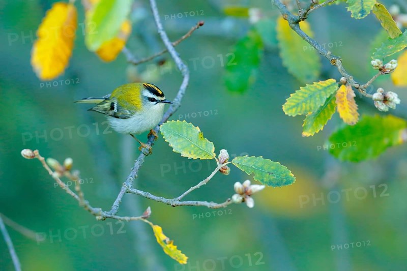 Common Firecrest (Regulus ignicapilla), Andalusia, Spain