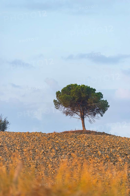 Single Tree standing in a typical Tuscan landscape on a field in Crete Senesi in summer, Tuscany, Italy