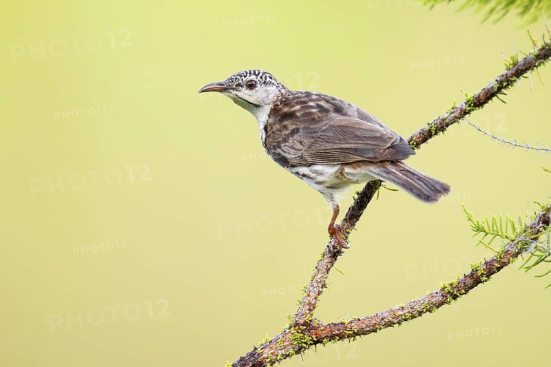 Bar-breasted Honeyeater (Ramsayornis fasciatus), Northern Territory, Australia