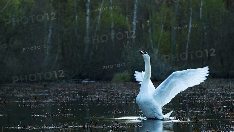 Mute Swan (Cygnus olor), Mecklenburg-Western Pomerania, Germany