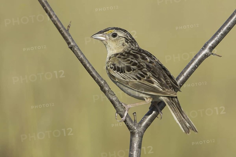 Grasshopper Sparrow (Ammodramus savannarum), Ontario, Canada