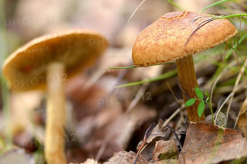 Gymnopilus sapineus, velvety-scaly pine flambling, boring gymnopilus, common gymnopilus, fungi, mushrooms, Scaly Rustgill