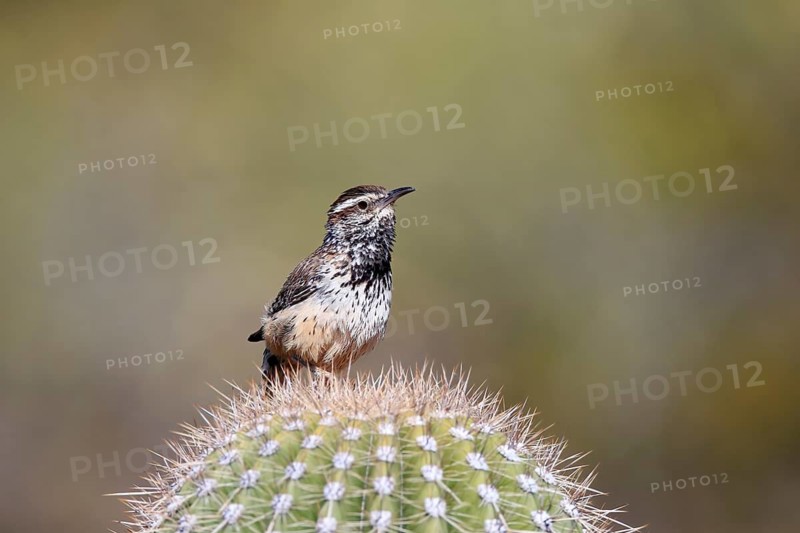 Cactus wren (Campylorhynchus brunneicapillus), adult, on cactus, Sonoran Desert, Arizona, North America, USA