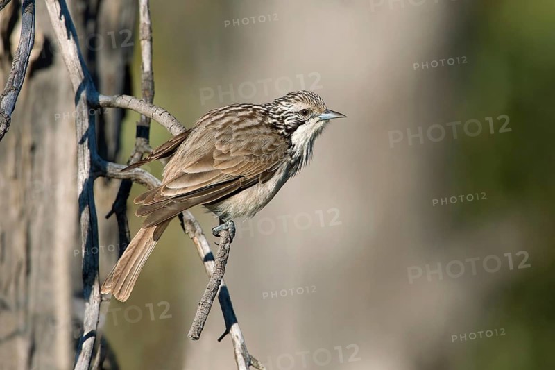 Striped Honeyeater (Plectorhyncha lanceolata), New South Wales, Australia