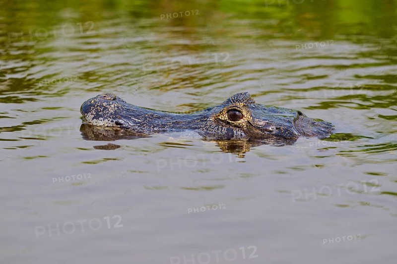 A caiman head appears above the water surface in a calm environment, Spectacled caiman (Caiman yacare, Caiman crocodilus yacare), Pantanal, Mato Grosso, Brazil