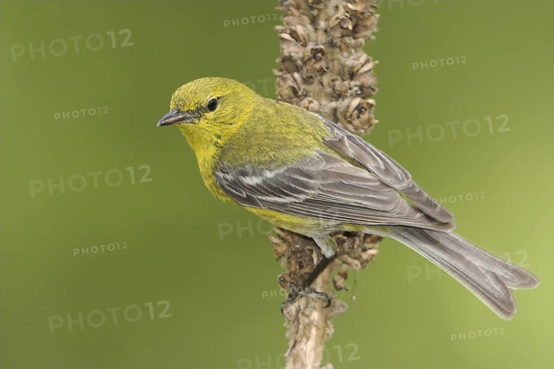 Pine Warbler (Setophaga pinus), Ontario, Canada