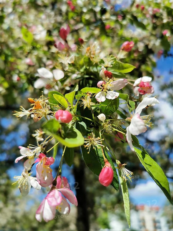 Close-up, various pink blossoms on an apple tree (malus domestica) in spring, alternating with green leaves against a blue sky, Berlin