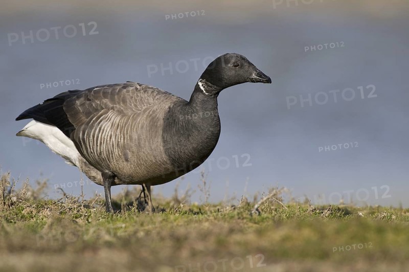 Brant Goose (Branta bernicla), Texel, Netherlands