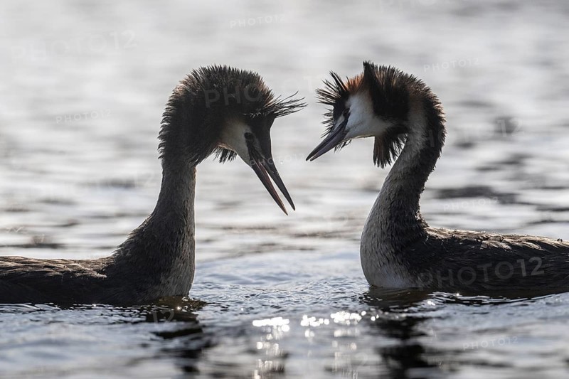Great Crested Grebe (Podoceps cristatus), Emsland, Lower Saxony, Germany