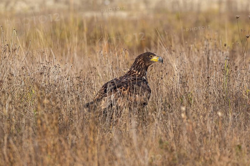 One white-tailed eagle (Haliaeetus albicilla) sitting on a meadow of tall dry grass in early morning light