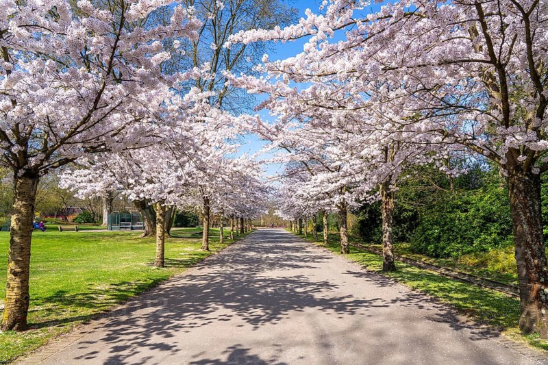 Cherry avenue, ornamental cherry blossom in Grugapark in Essen, Japanese May cherries, Prunus x yedoensis, visitor highlight in spring, many people come to take photos and selfies on the avenue Blossom time, depending on the weather mid-March, Essen, North Rhine-Westphalia, Germany North Rhine-Westphalia, Germany