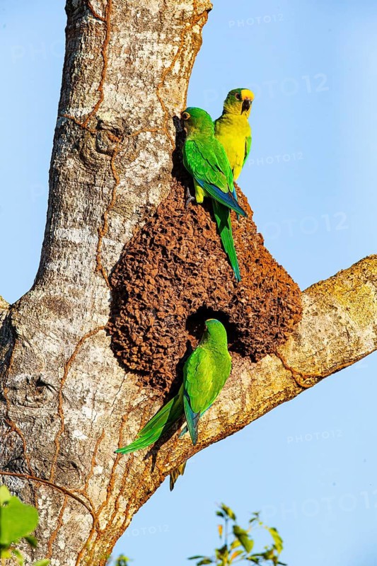 Peach-fronted conure (Aratinga aurea) Pantanal Brazil