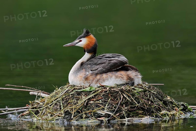 Great Crested Grebe (Podiceps Scalloped ribbonfish) sitting on its nest, North Rhine-Westphalia, Germany