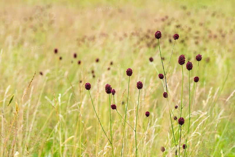 Large meadow button, rosaceae, rose family, sanguisorba officinalis, meadow button, flora, great burnet, plants