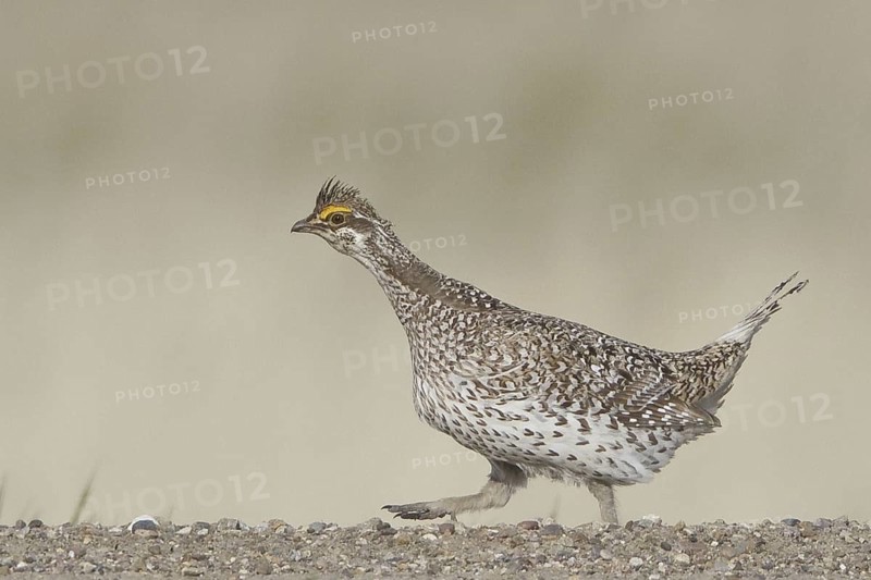 Sharp-tailed Grouse (Tympanuchus phasianellus), Saskatchewan, Canada