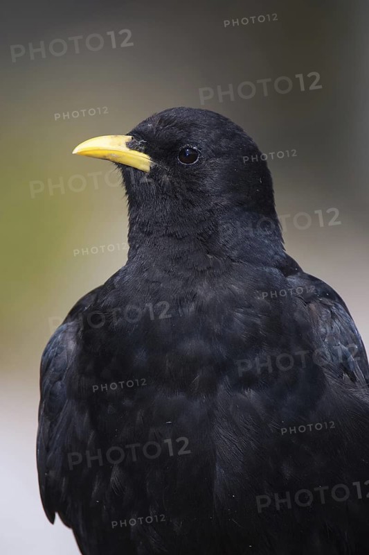 Alpine Chough (Pyrrhocorax graculus), Bavaria, Germany