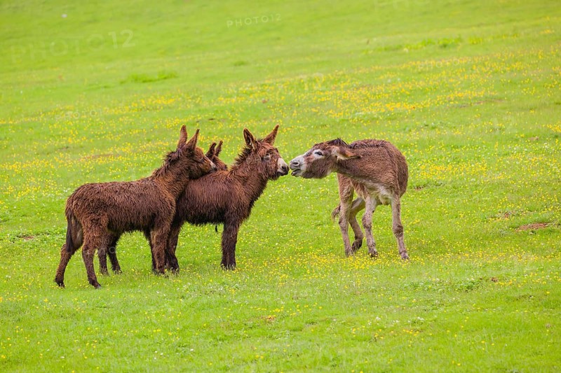 Three mixed breed donkey foals walk side by side to a bad tempered adult female donkey in a paddock