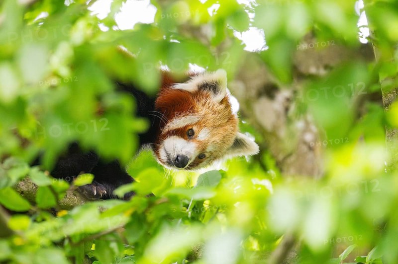 Red panda (Ailurus fulgens) on a branch in a tree, captive, Germany