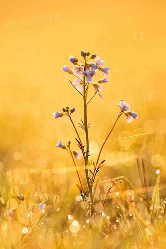 Meadow cuckoo flower (Cardamine pratensis) backlit at sunrise, North Rhine-Westphalia, Germany