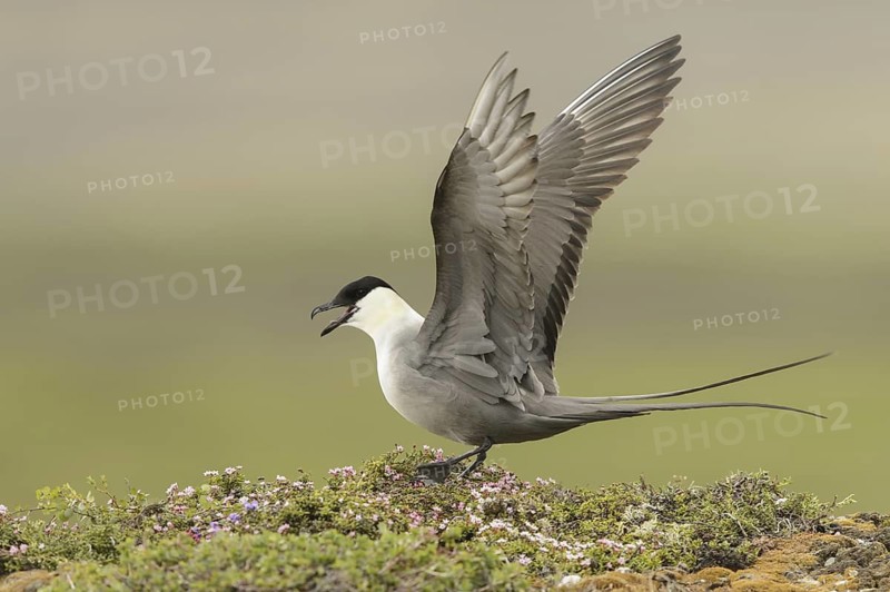 Long-tailed Jaeger (Stercorarius longicaudus), Texas, USA