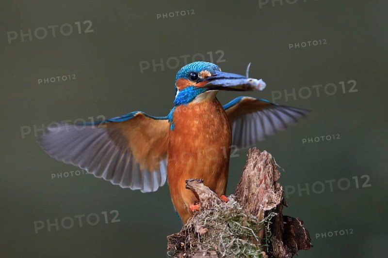 Common Kingfisher (Alcedo atthis) flying, Bavaria, Germany