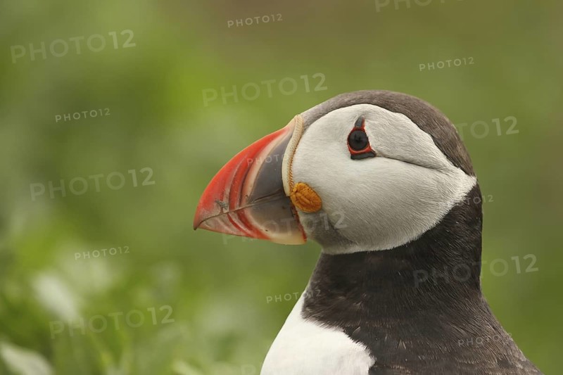 Atlantic Puffin (Fratercula arctica), Farne Islands, United Kingdom