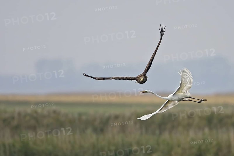 White-tailed Eagle (Haliaeetus albicilla) flying, Mecklenburg-Western Pomerania, Germany