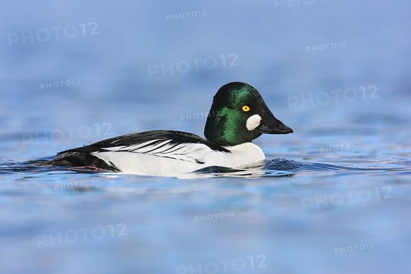 Common Goldeneye (Bucephala clangula) male, British Columbia, Canada