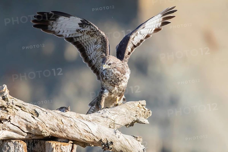 Steppe buzzard (Buteo buteo), eating a mouse, Germany