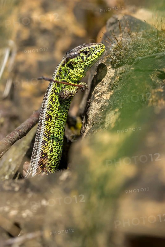 Lacerta agilis, sand lizard, sand lizard, critters, lizards, lizards, high size, portrait format, reptiles, lizards, male, reptilia, reptiles