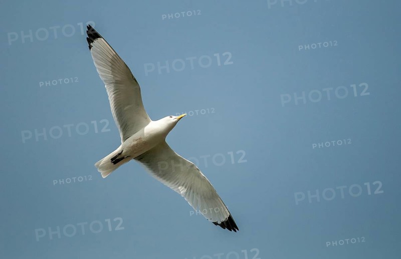Black-legged Kittiwake, Black-legged Kittiwake, Norway, Rissa Tridactyla, Varanger, Birds, Charadriiformes, Gulls, Limikolen, Seagulls, Birds