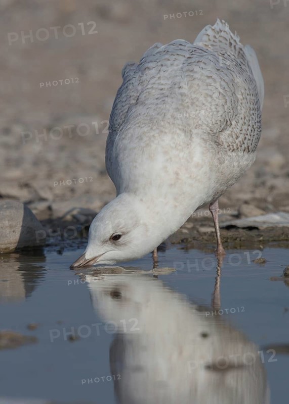 Iceland Gull (Larus glaucoides) drinking, Wales, United Kingdom