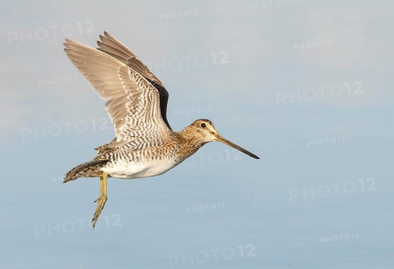 Wilson's Snipe (Gallinago delicata) flying, British Columbia, Canada